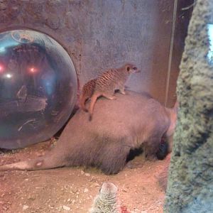 Meerkats and aardvarks