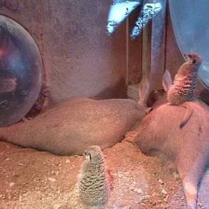 Meerkats and aardvarks