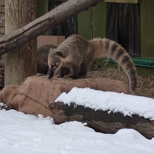 Coati