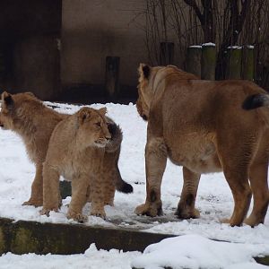 Abi and cubs