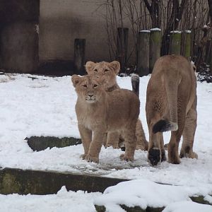 Abi and cubs