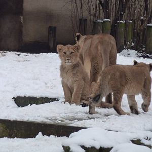 Abi and cubs