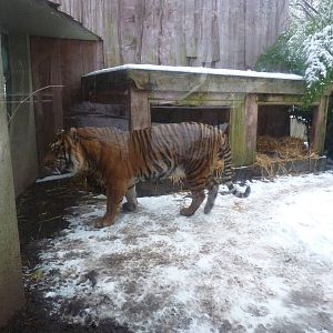 Sumatran tiger in the snow