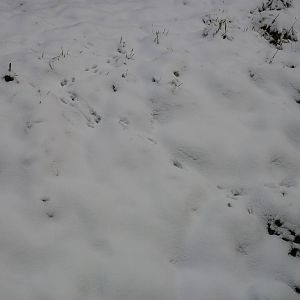 Giant anteater tracks
