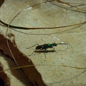 Jewel wasp