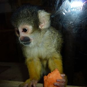 Squirrel monkey