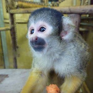 Squirrel monkey