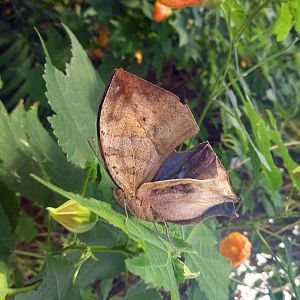 Indian leafwing