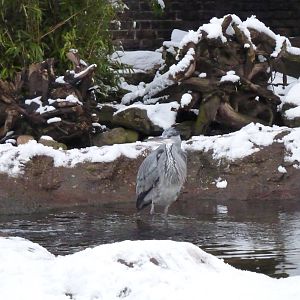 Heron in the otter enclosure