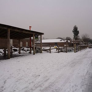 Giraffe paddock