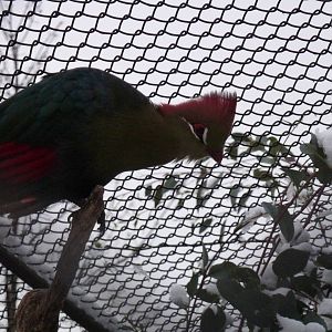 Fischer's turaco