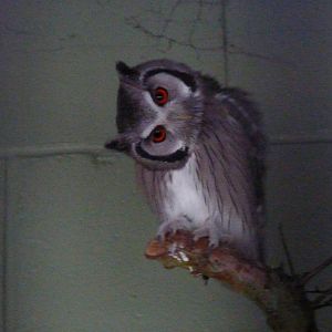 White-faced scops owl