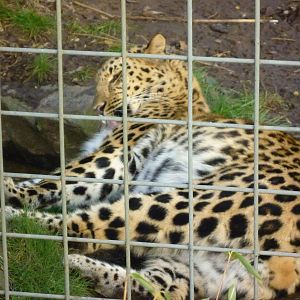 Amur Leopard