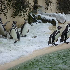 Humdbolt Penguins