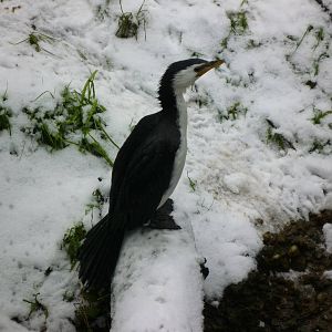 Little Pied Cormrant