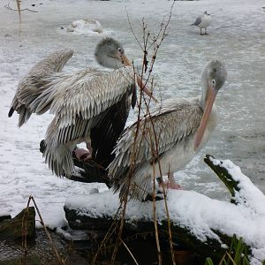 Pink Backed Pelicans