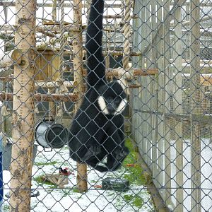 White Cheeked Crested Gibbon