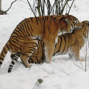 Amur tigers