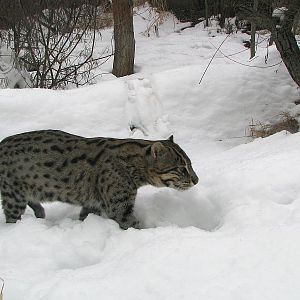 Fishing cat