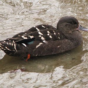 Black duck