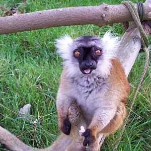 Black Lemur, female.
