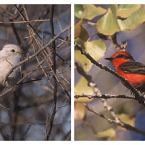 leucistic flycatcher
