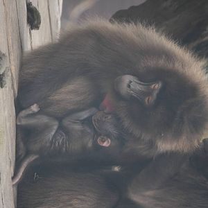Mum Mena and baby Gelada 24 Jan 2010