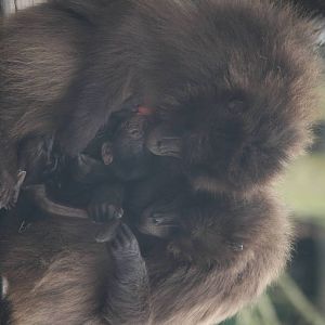 Mum Mena and baby Gelada 24 Jan 2010