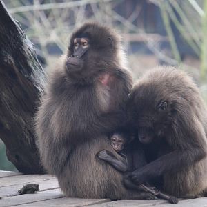 Mum Mena and baby Gelada 24 Jan 2010