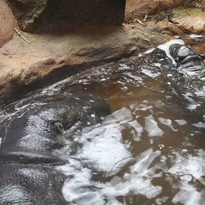 Venus and Ayo pygmy hippos 24 Jan 2010