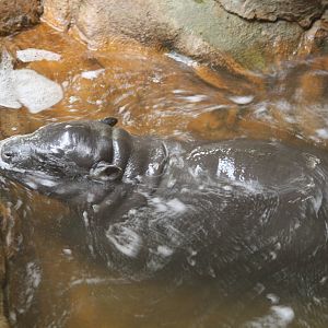 Ayo pygmy hippo 24 Jan 2010