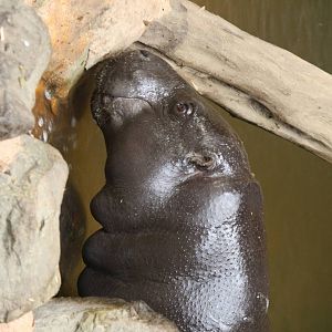Venus pygmy hippo 24 Jan 2010