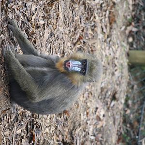 Mandrill 24 Jan 2010