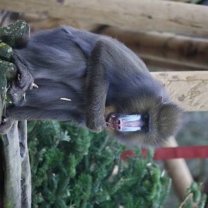 Mandrill 24 Jan 2010