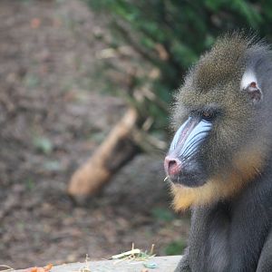Mandrill 24 Jan 2010