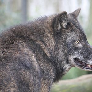 Timber wolf 24 Jan 2010