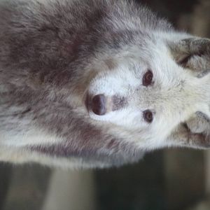 Tallulah timber wolf 24 Jan 2010