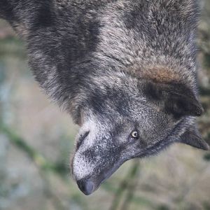 Timber wolf 24 Jan 2010