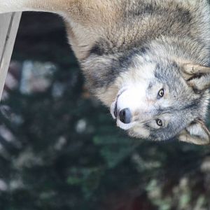 Timber wolf 24 Jan 2010