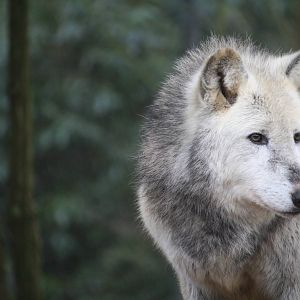 Tallulah timber wolf 24 Jan 2010
