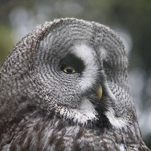 Great grey owl 24 Jan 2010