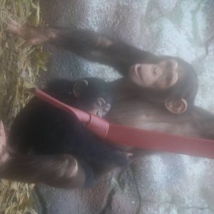 Tumba and Talia 24 Jan 2010