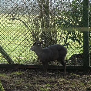 Michie's Tufted Deer at Twycross 24/01/10