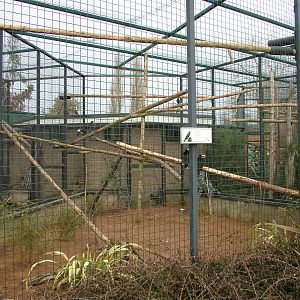 Hornbill and Crow aviary at Twycross 24/01/10