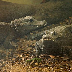 West African Dwarf Crocodiles at Twycross 24/01/10