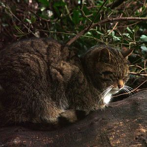 Scottish Wildcat at Twycross 24/01/10