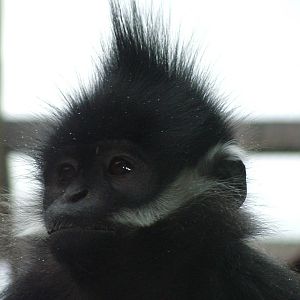 Francois' Langur at Twycross 24/01/10