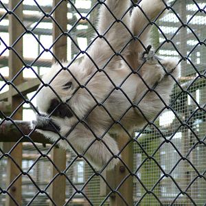 Young Pileated Gibbon at Twycross 24/01/10