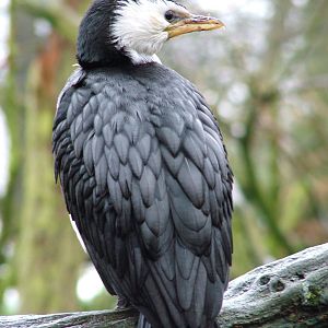 Little Pied Cormorant at Twycross 24/01/10