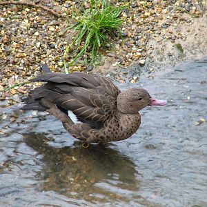 Madagascan Teal at Twycross 24/01/10